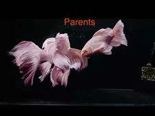 Platinum Butterfly Koi 5-6  Inch Live fish