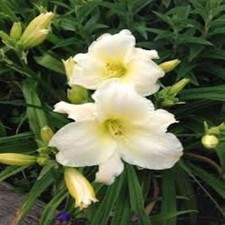 Pretty Imported Double Day Lily White Flower Bulb Pack Of 3 Bulbs