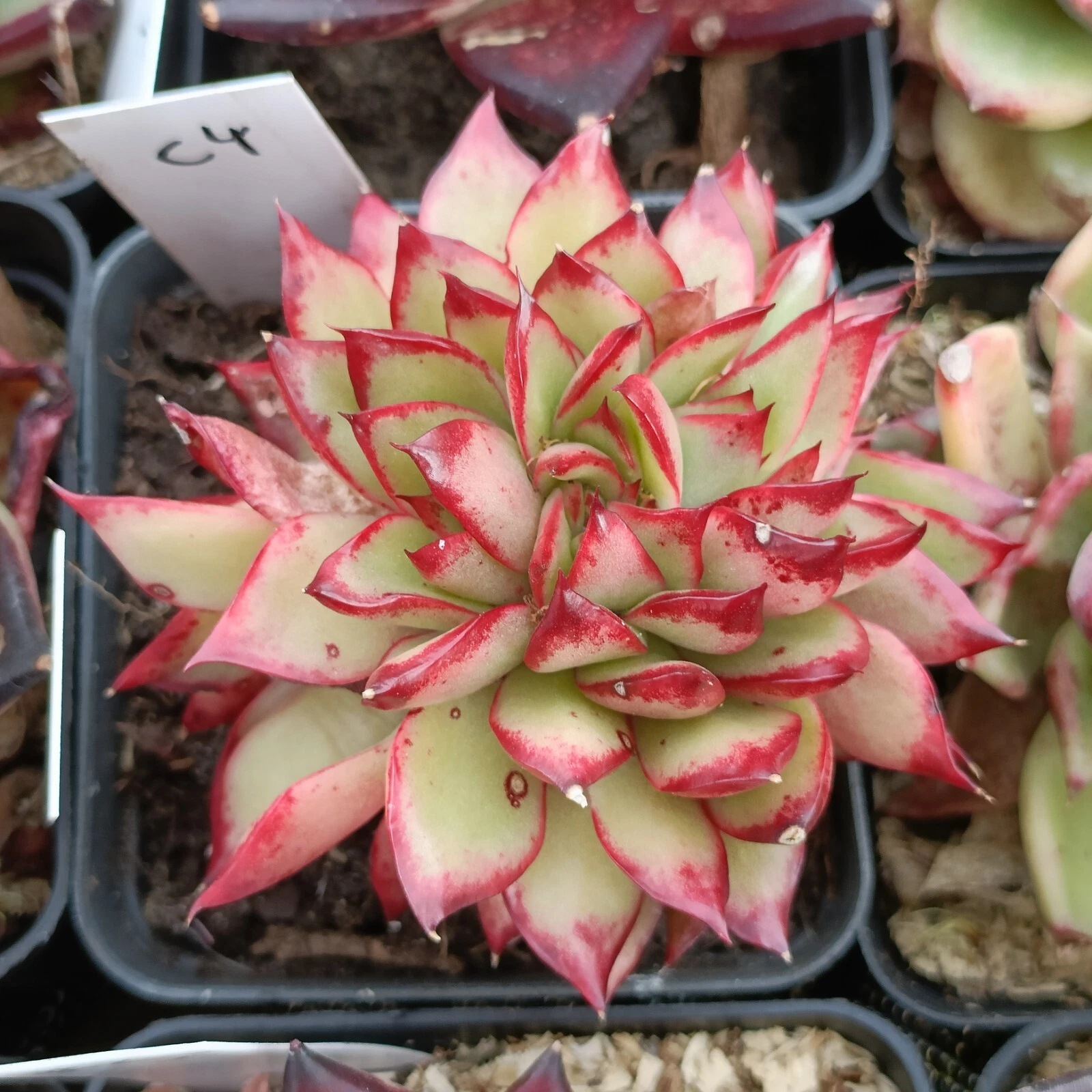 Echeveria 'Giselle Crest mature Plant very well rooted,nice succulent
Opens in a new window or tab