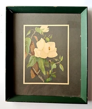 Vintage 50s Framed Magnolia Blossoms Print under Glass 14"x11