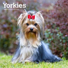 BrownTrout,  Yorkshire Terriers 2026 Wall Calendar, 12'' X 12'', 16-Month Calend