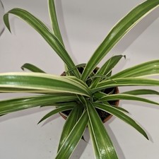 Spider Plant Live | Chlorophytum Comosum | Easy Care Houseplant | Airplane Plant