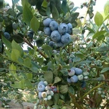 1 BILOXI Southern Highbush Blueberry - Healthy Live Plant - Pruned for Planting