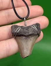 Real Megalodon Ancestor Fossil Shark Tooth Necklace  Pick your Cord Color 