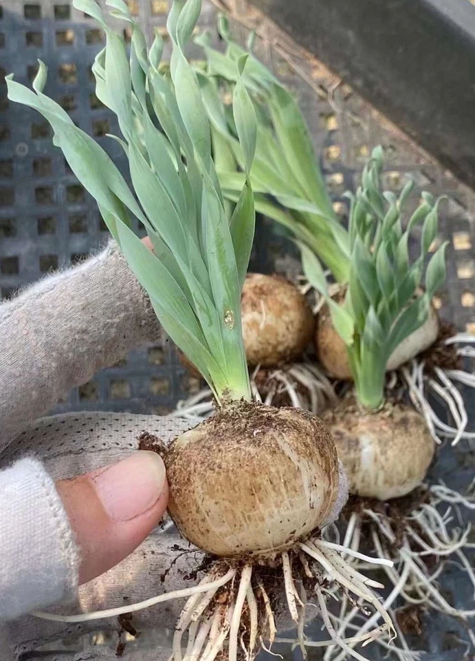RARE ROOT TUBER CAUDEX PLANT BONSAI SUCCULENT ALBUCA NAMAQUENSIS BAKER 13-11 - image 1 of 4