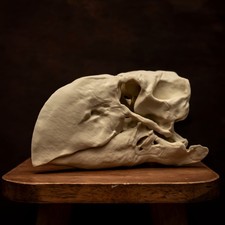 Gastornis Skull Replica Terror Bird Diatryma Museum Display Bird Skull 8 Inch