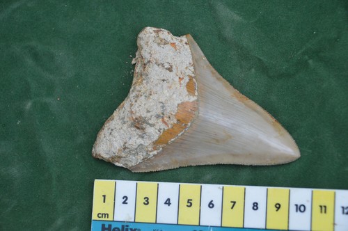 MEGA MEGALODON SHARK TOOTH SALE!!!!! AMAZING MEG 3.8" #6 - Picture 4 of 4