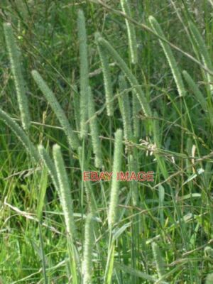 FOTO TIMOTHY TIMOTHY GRAS ODER KATZENSCHWANZ (PHLEUM PRATENSE) IST EIN AUFFÄLLIGES GR
