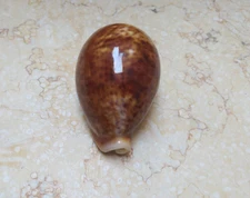 F cypraea pantherina RED rusty COLOR   natural glossy red sea shell 82.5mm F++++