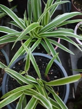 Lot Of 3 Spider Plant Reverse Variegated Live Plants Houseplant Chlorophyum