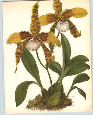 1972 Color Book Plate Framable Orchid Images Odontoglossum grande Yellow & Brown