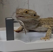 Bearded Dragon Watering Station Reptile Water Dispenser Fountain
