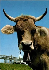 VINTAGE CONTINENTAL SIZE POSTCARD FULL FACE OF THE SWISS COW 2 SETS STAMPS REAR