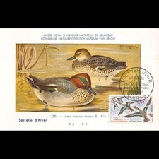 Carte maximum v4 - n° 1275 - Oiseaux. Sarcelles