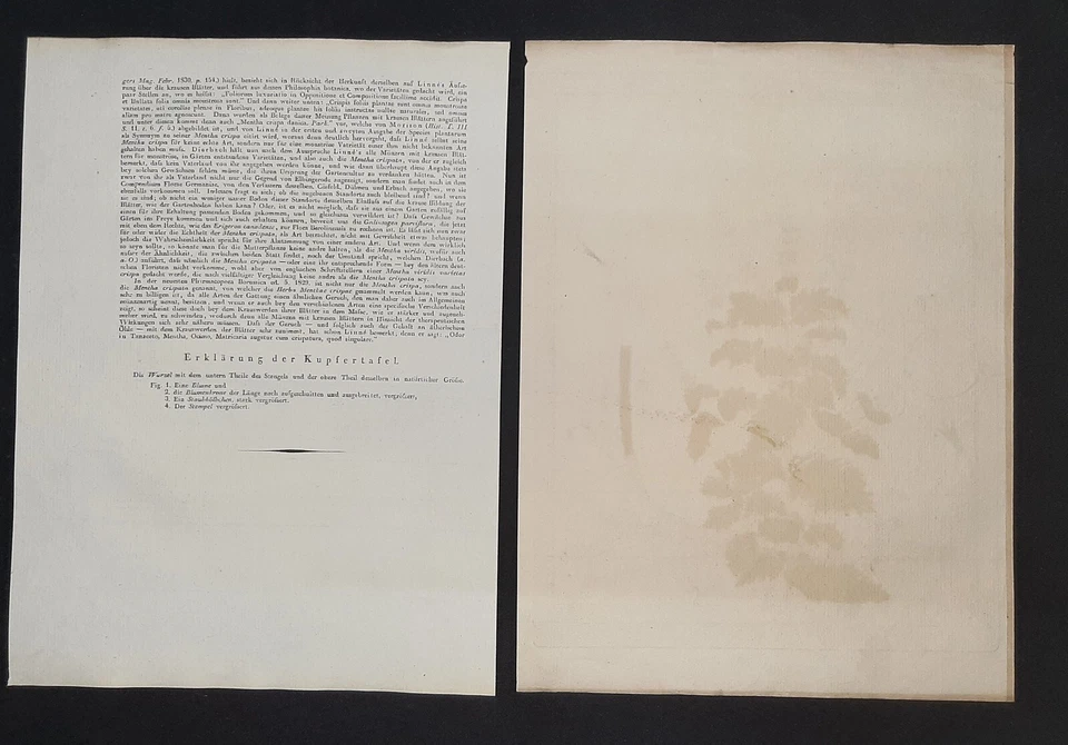 Kupferstich um 1835 + Text Mentha crispatu Krause Minze Hayne Weidlich Botanik - Bild 3 von 3