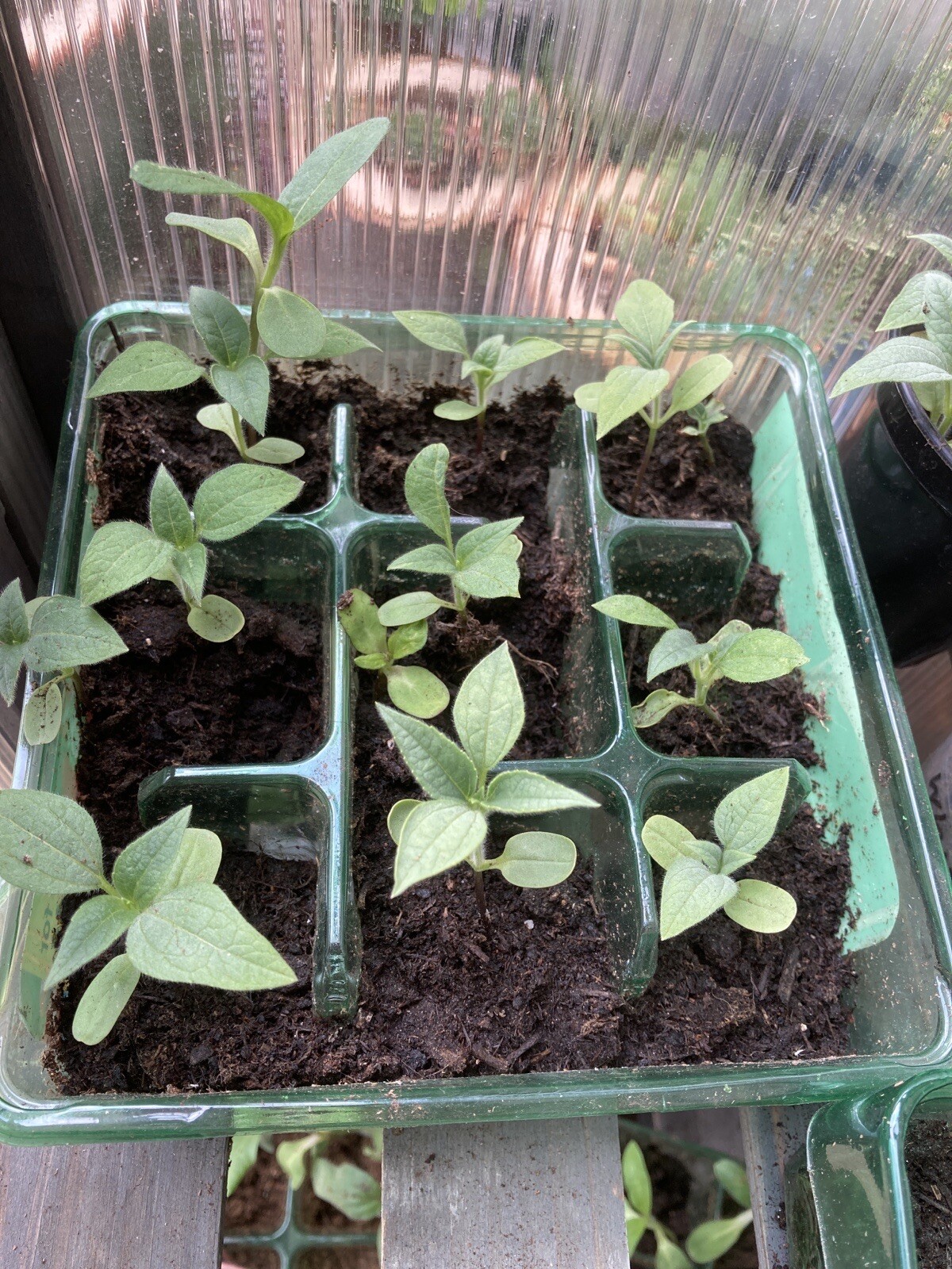 Sunflower Plug Plants X 6 Mexican Red /orange Pre Order No Seeds Ready