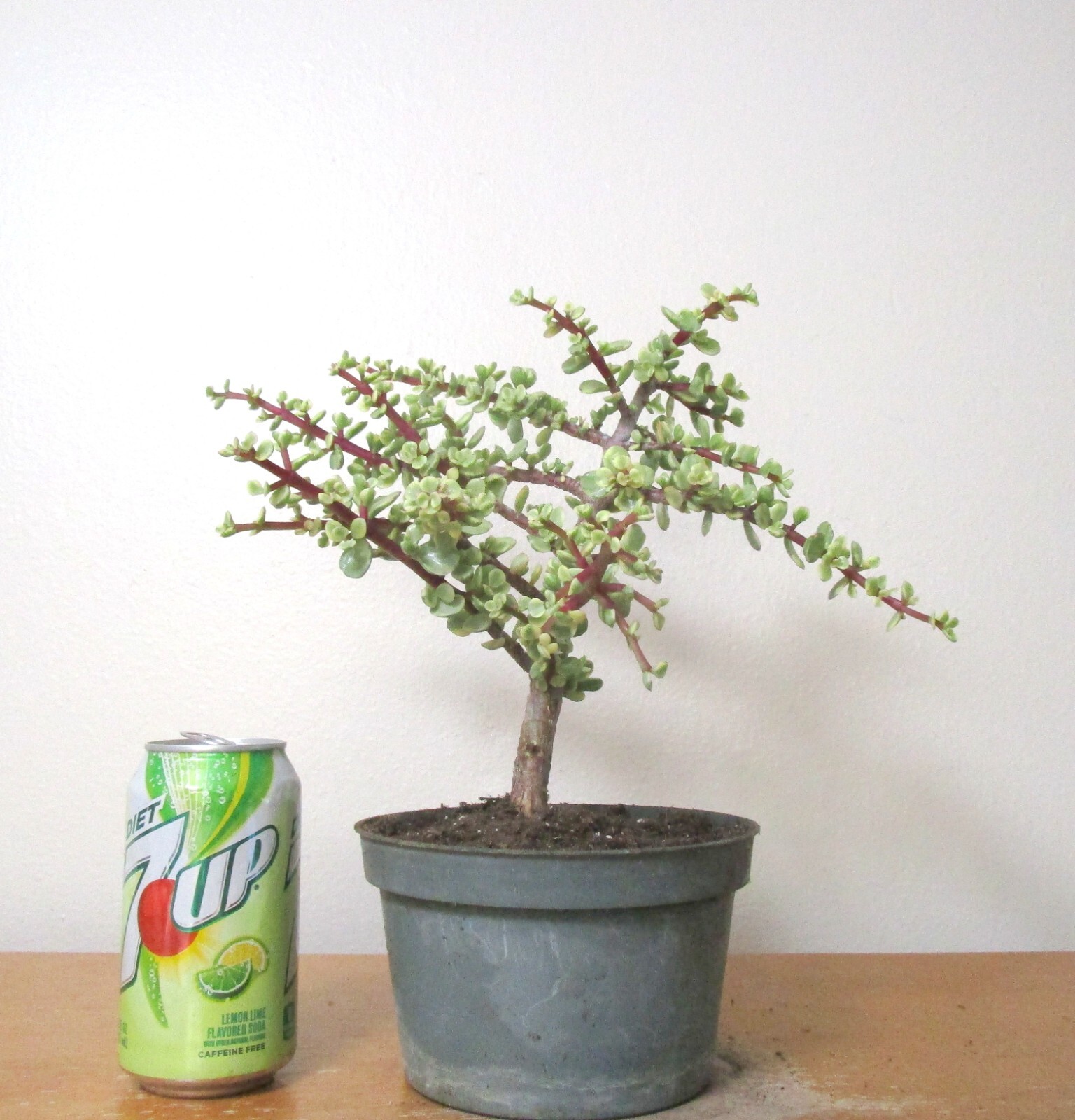 Variegated Baby Jade Portulacaria for Shohin Mame Bonsai
