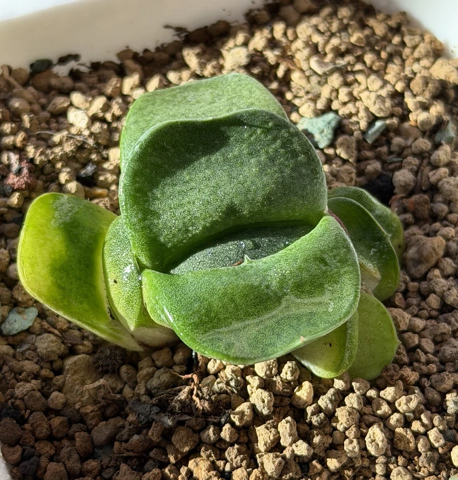 Semilla híbrida Gasteria cultivada (pequeña), planta viva, igual que en la foto (1,8 pulgadas) Foto 3 de 4