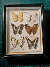SINGAPORE Vintage Butterfly Framed Specimens
