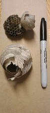 Paper Wasp Nest built on Yellow Jacket Nest & Yellow Jacket Nest Built In Wasp