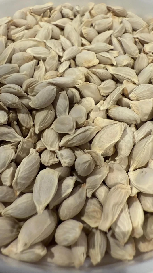 20 semillas de árbol cítrico naranja dulce de piña Foto 3 de 3