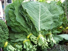 360 SEEDS - collards GEORGIA COLLARD salad greens GroCo - BUY ANY 15-SHIPS FREE