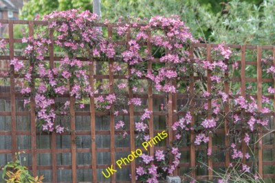 Photo 12x8 Clematis Montana, London N14 Southgate/TQ3094 These flowers ar c2015