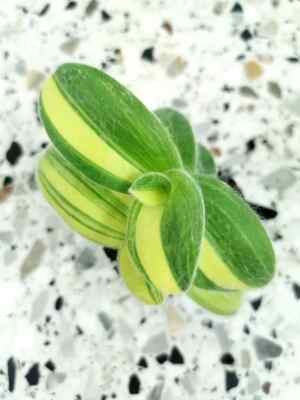 CUTTINGS Tradescantia sillamontana variegata