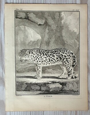 Original Buffon Kupferstich 1767 L Once Schneeleopard Histoire Naturelle