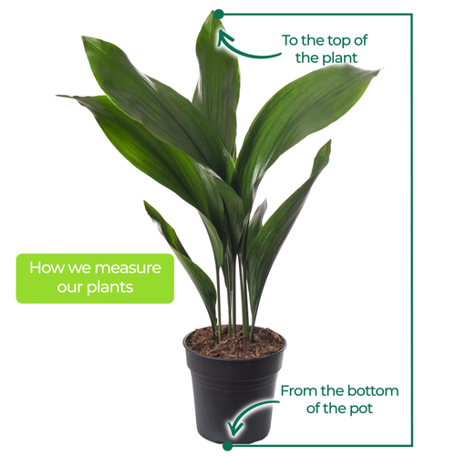 Cast Iron Plant Aspidistra Elatior Indoor House Plants Evergreen Tall Exotic - Picture 19 of 22