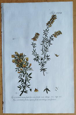 Cytisus Broom - Large Engraving Miller Botany Folio - 1768