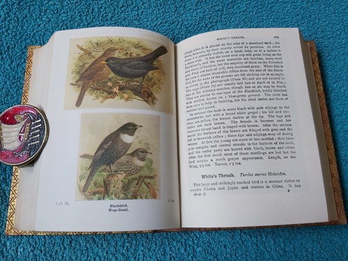 Wayside & Woodland Birds, Series 1, 11 and 111, RARE set, re-bound in leather - Picture 13 of 24