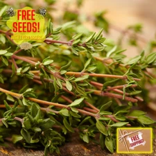 Fresh Premium Thyme Seeds | Herb | Culinary | Heirloom Non-GMO | Herb Seeds