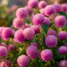 Raspberry Cream Gomphrena 25 Seeds | Long-Lasting Blooms for Gardens & Container