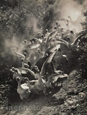 1930s Vintage ERNO VADAS Geese Marching Birds Flock Original Photo Gravure Art