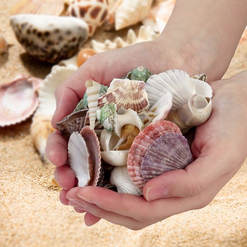 200 Pcs Sea Shells Bulk Mixed Ocean Beach Seashells for Kids, Various Sizes N... - Picture 5 of 6