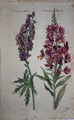 Aconitum   Eisenhut, coloured copperplate engraving by de Bry, Florilegium Novum, 1612