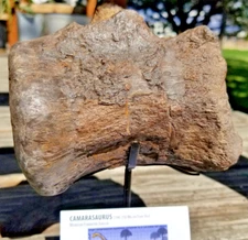 Camarasaurus Vertebrae Fossil Dinosaur Specimen Jurassic Morrison Form Display