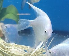 1 1/2" Platinum Angelfish Grade "A" Imported Asia. Top Breeders. Rare