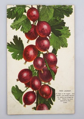 Antique 1890s Botanical Plant Lithograph Rochester NY Red Jacket Gooseberry
