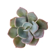 Echeveria Dusty Rose Succulent (2 inch)