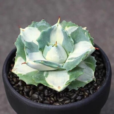 6CM Succulent Agave Plant Agave Potatorum Schaffeltii Compacta(White) Beautiful