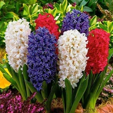 3 - RED WHITE & BLUE HYACINTH TRIO Flower Mixture - 1 Bulb of Each Color