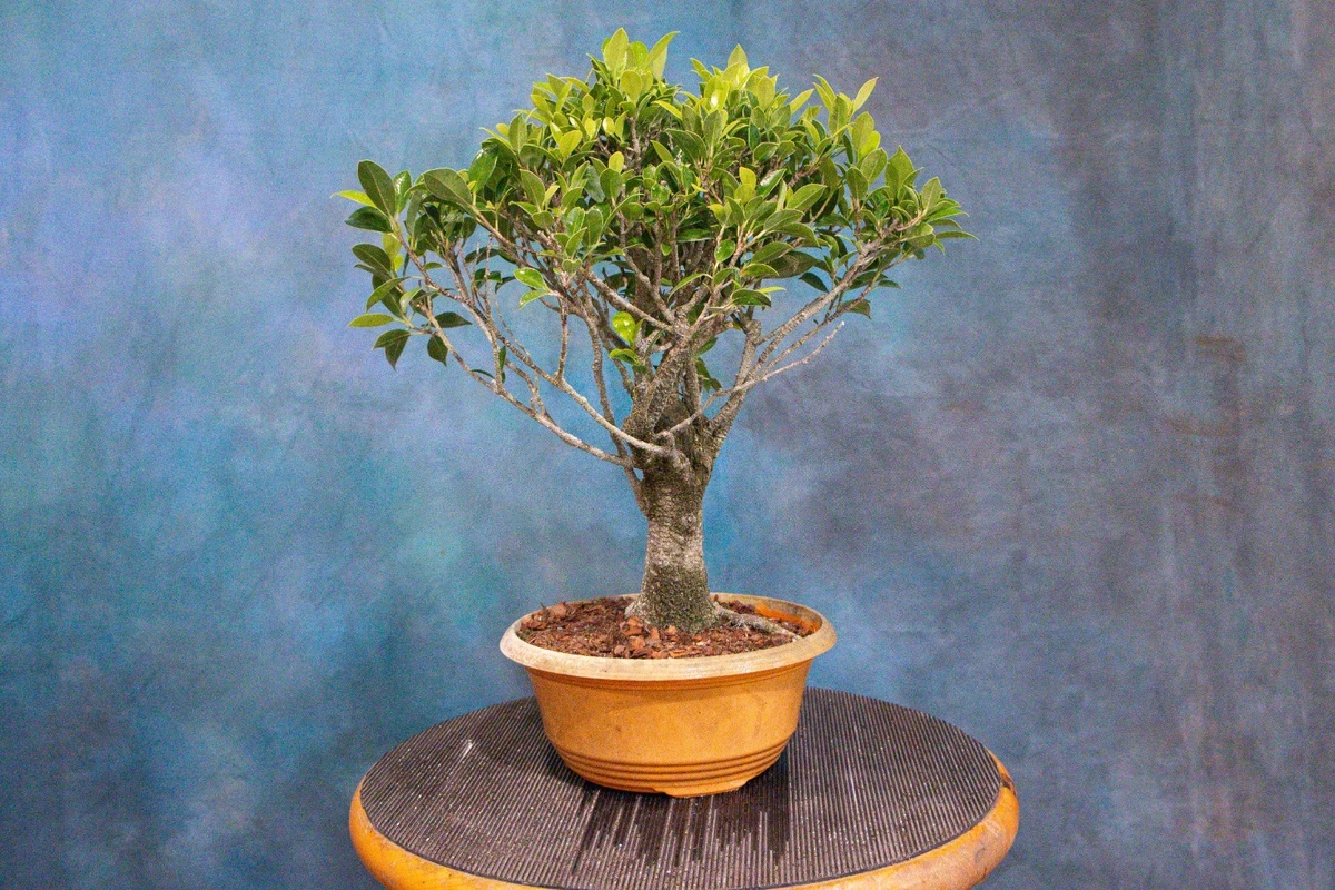 Pre-Bonsai Trees for sale - eBay