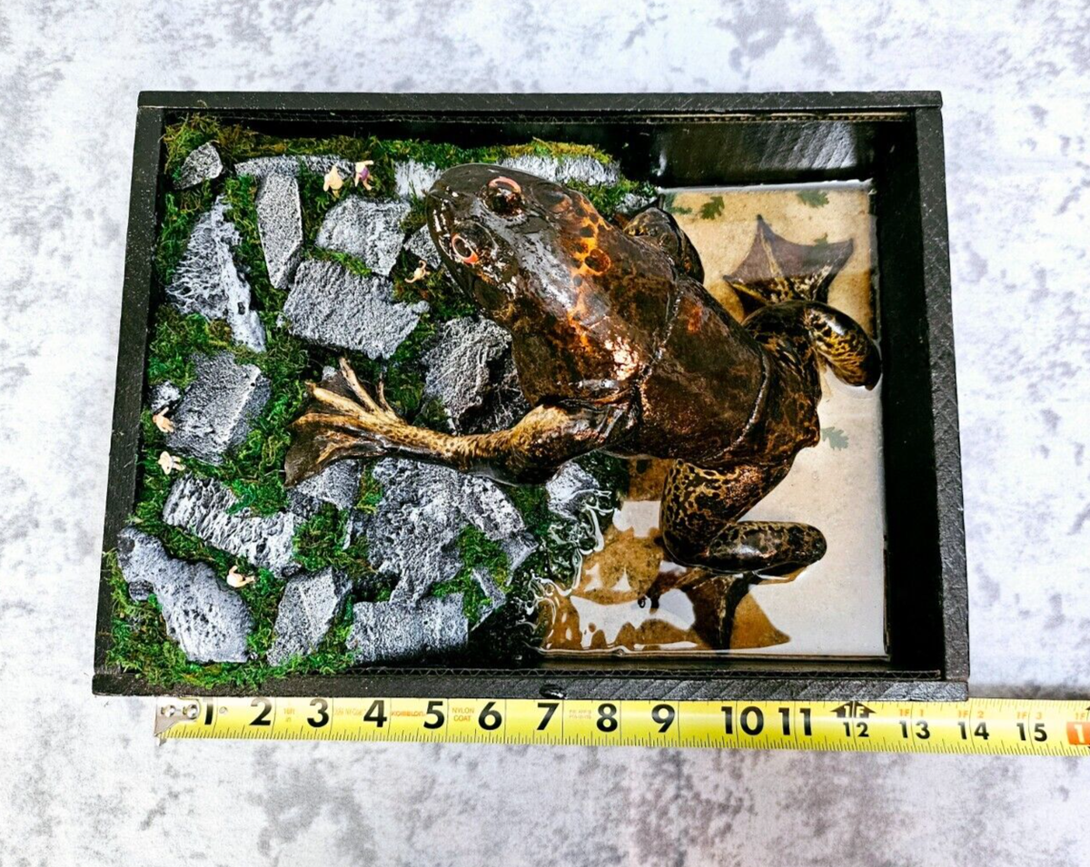 Loveland Frogman- Real Taxidermy Frog, the Famed Cryptid of Ohio