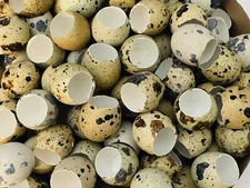 Lot of 24 Empty Coturnix Quail Egg Shells for Art Crafts Home Decor