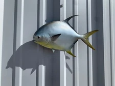 14" Pompano Half Mount Fish Replica Left Facing - Quick Production