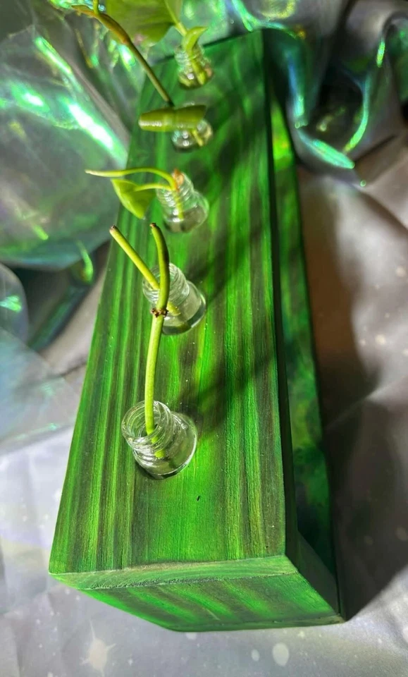 Estación de propagación de plantas de vidrio de escritorio con 5 tubos de ensayo en soporte de madera Foto 4 de 4