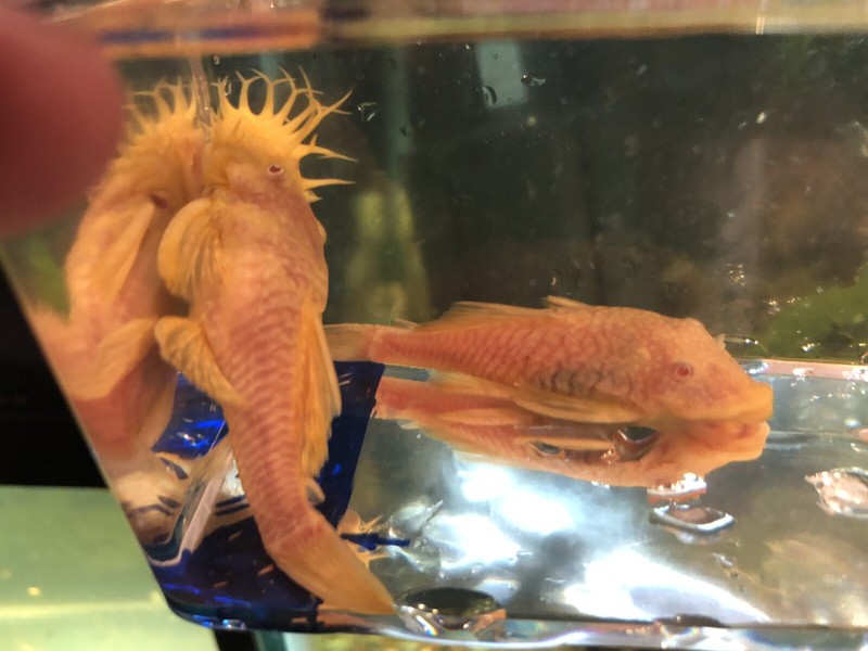 Pleco Bristle Nose Adult Pair .Fully grown.Proven Pair .LOCAL PICK UP ONLY.