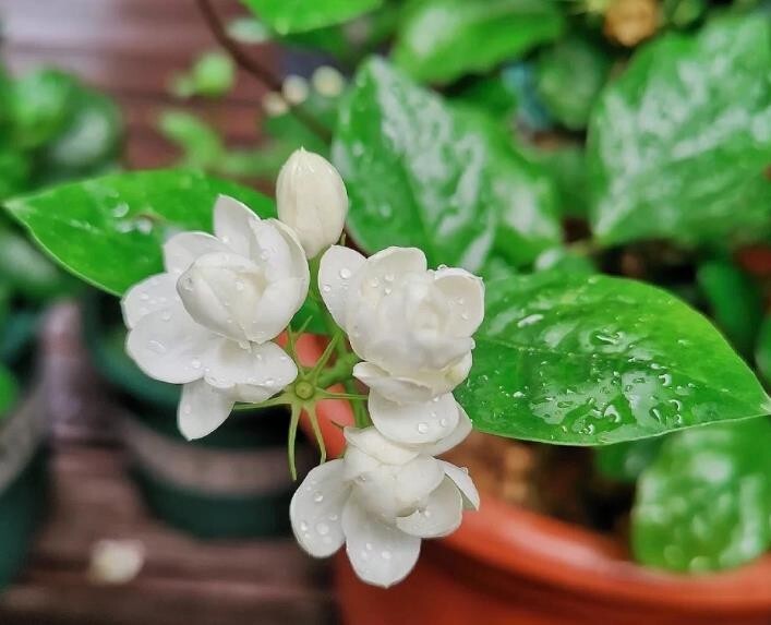 Jasmine Fragrant flower seeds 12 seeds | eBay